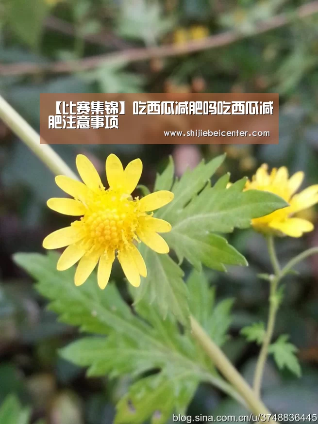 世界杯